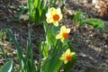 Yellow Narcisus